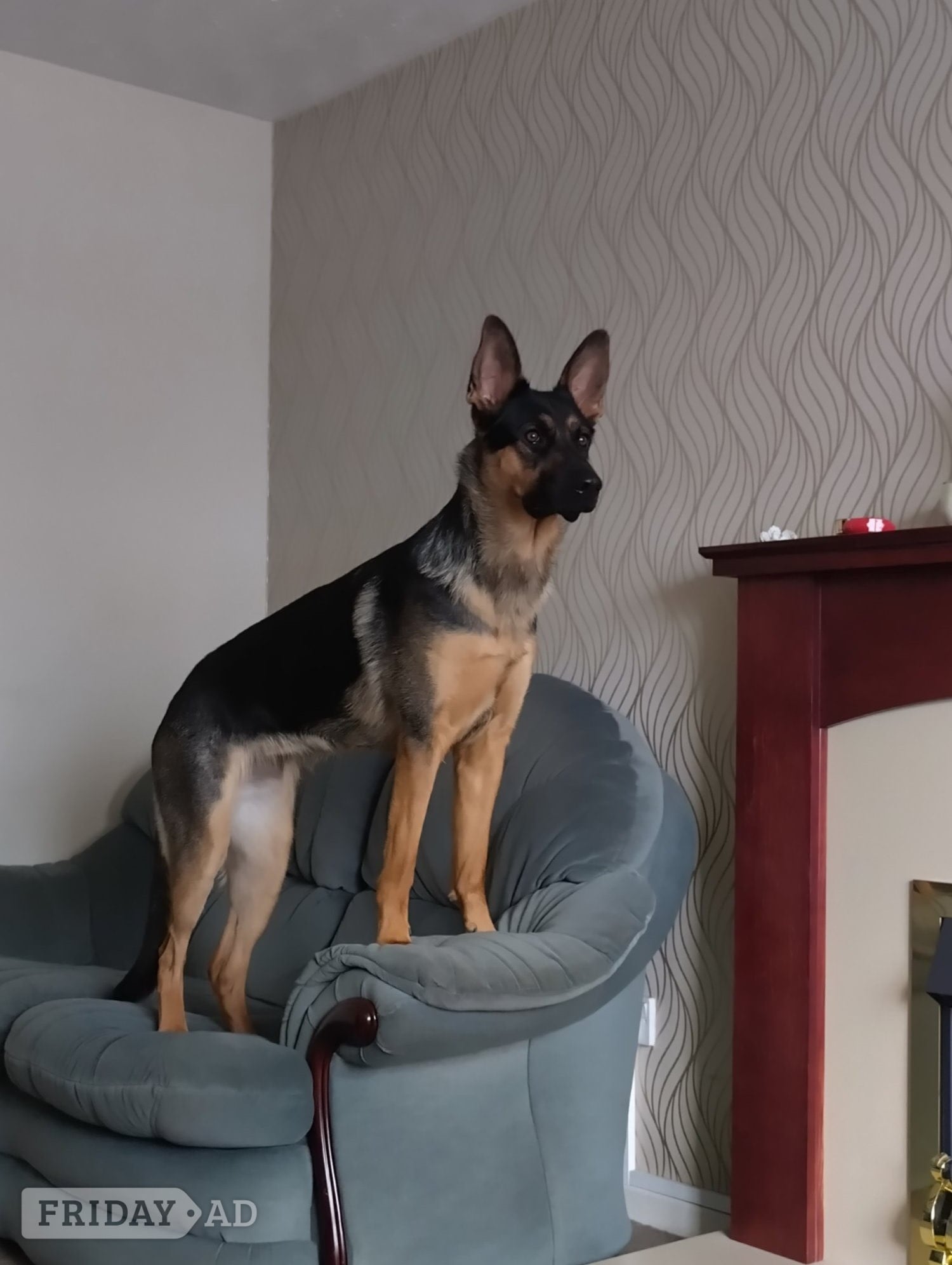 Gorgeous Girl GSD Puppy