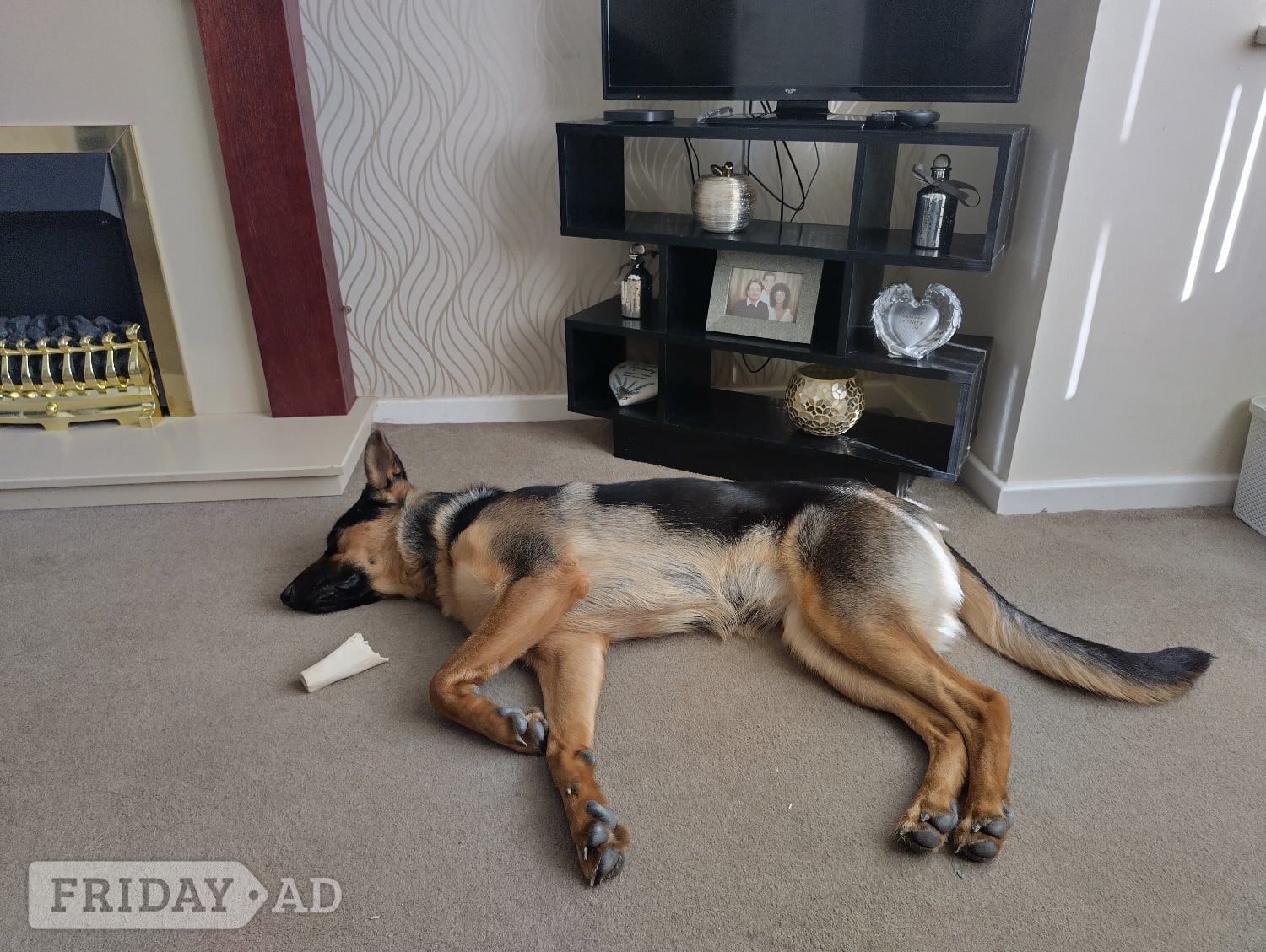 Atherstone Gorgeous Girl GSD Puppy