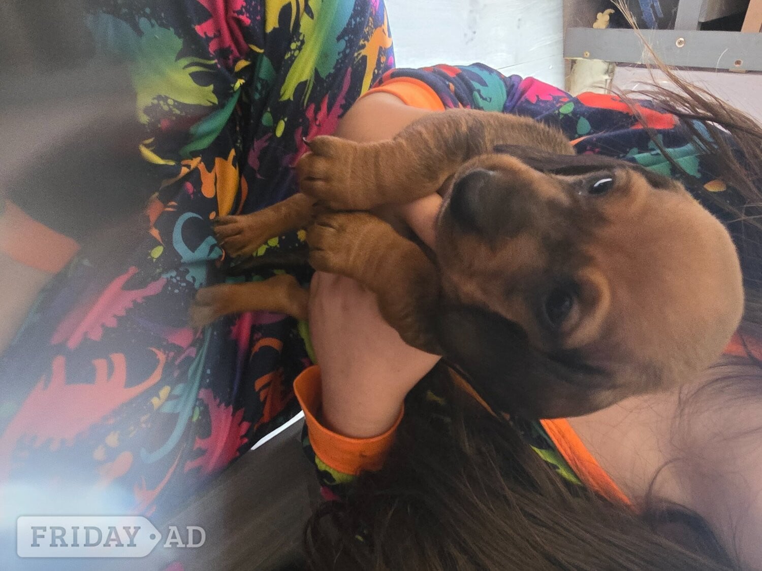 Dachshund for sale 
