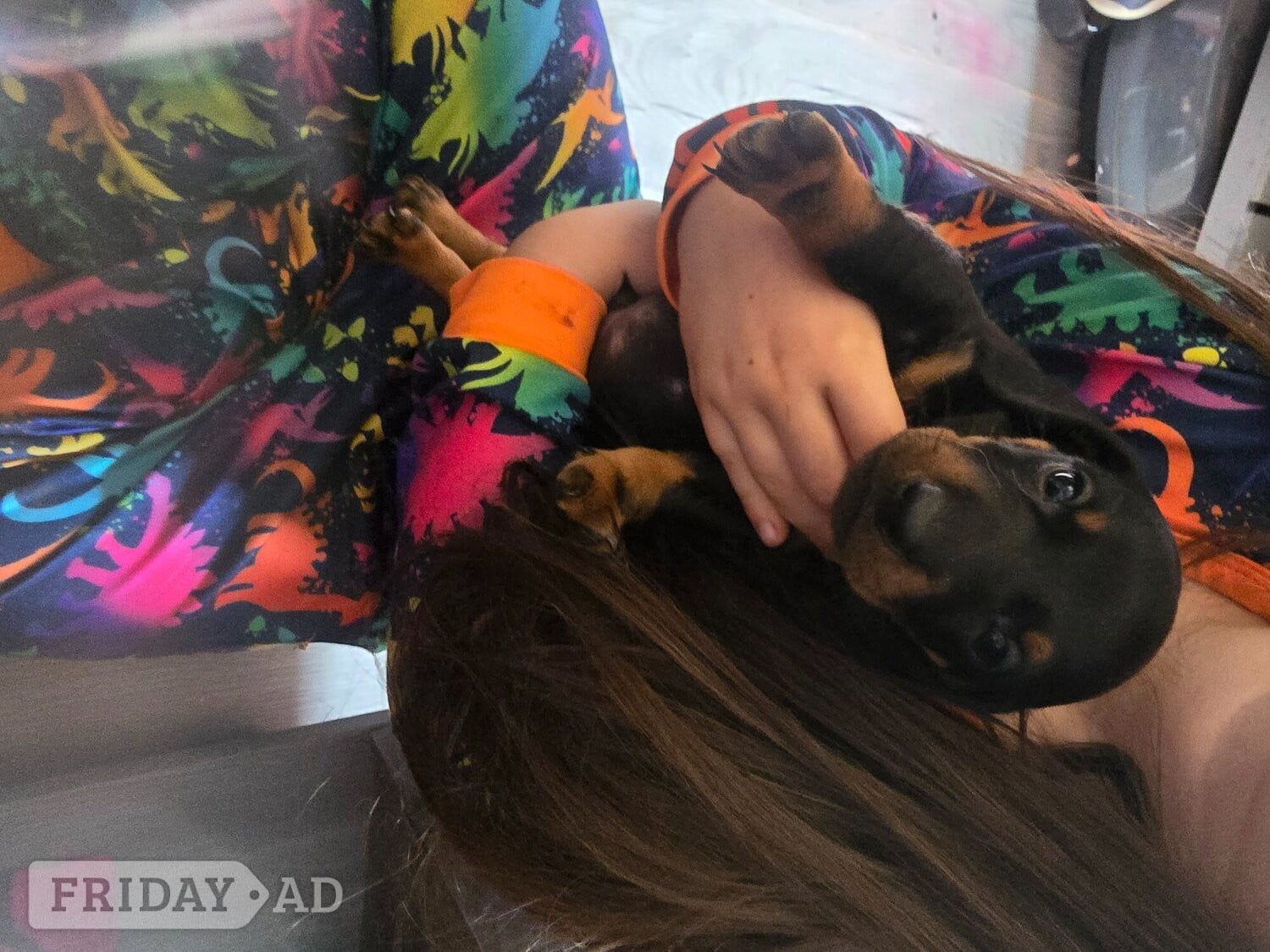 Dachshund for sale  - Dogs & Puppies in Wigan