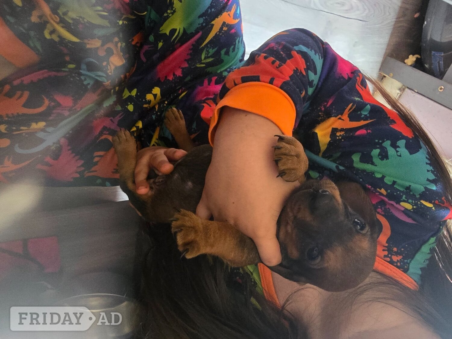 Dachshund for sale  - Dogs & Puppies