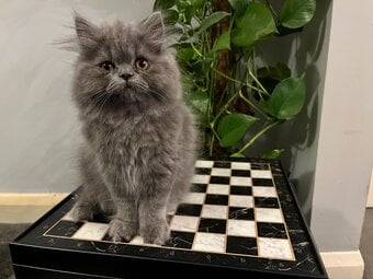 READY NOW - SUPER PLAYFUL BLUE PERSIAN GIRL