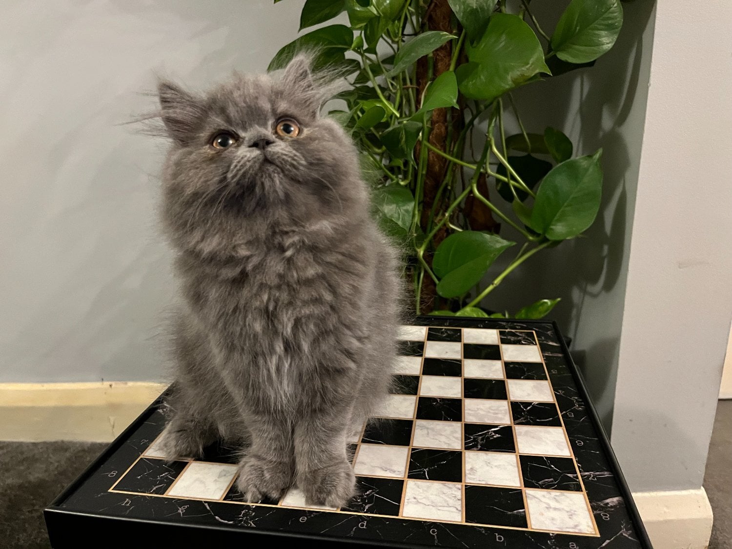 READY NOW - SUPER PLAYFUL BLUE PERSIAN GIRL