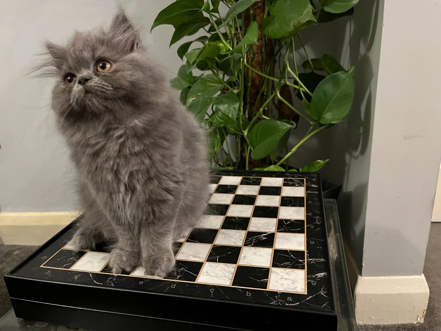 Bromley READY NOW - SUPER PLAYFUL BLUE PERSIAN GIRL