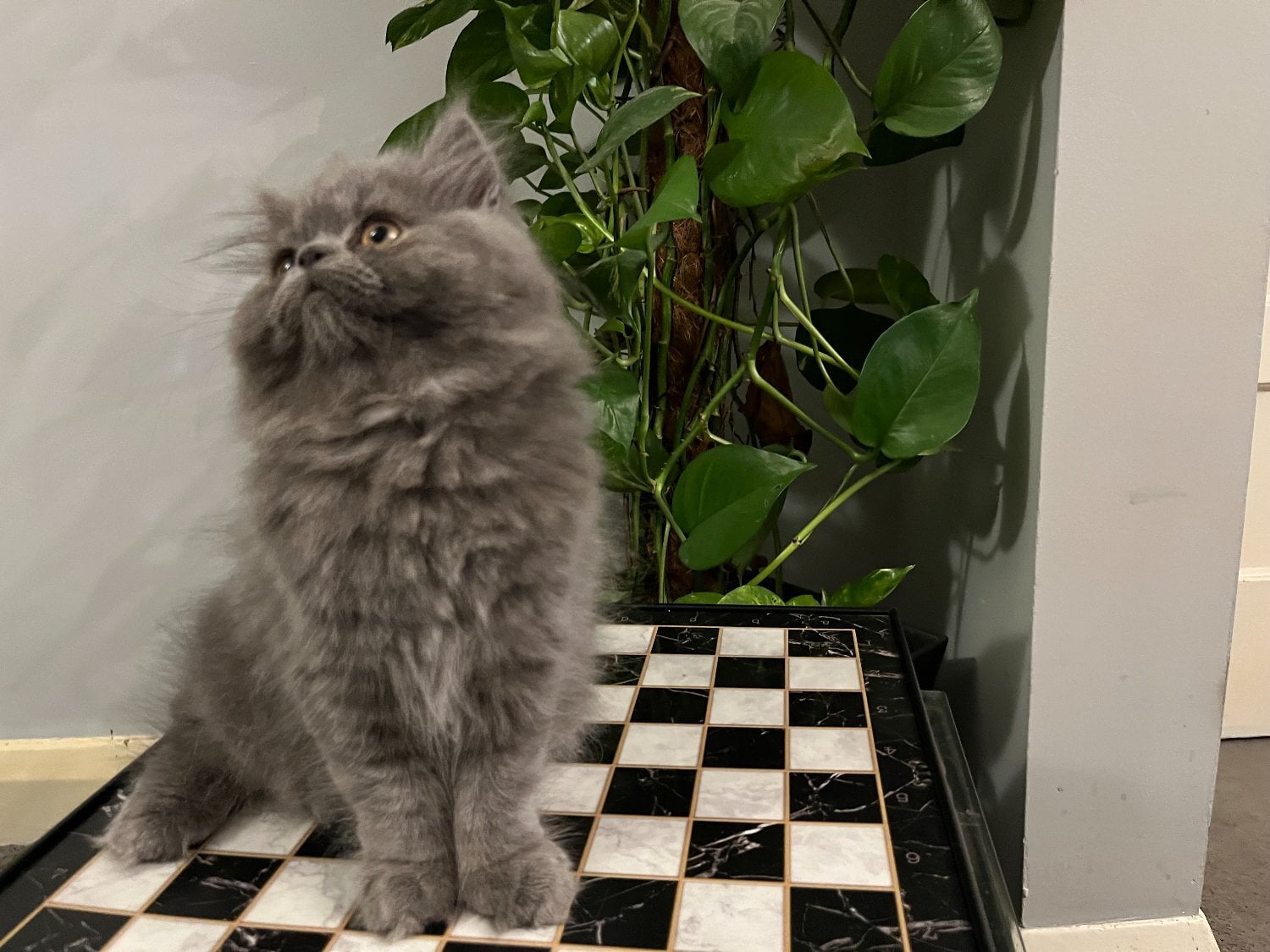 READY NOW - SUPER PLAYFUL BLUE PERSIAN GIRL - Cats & Kittens in Bromley