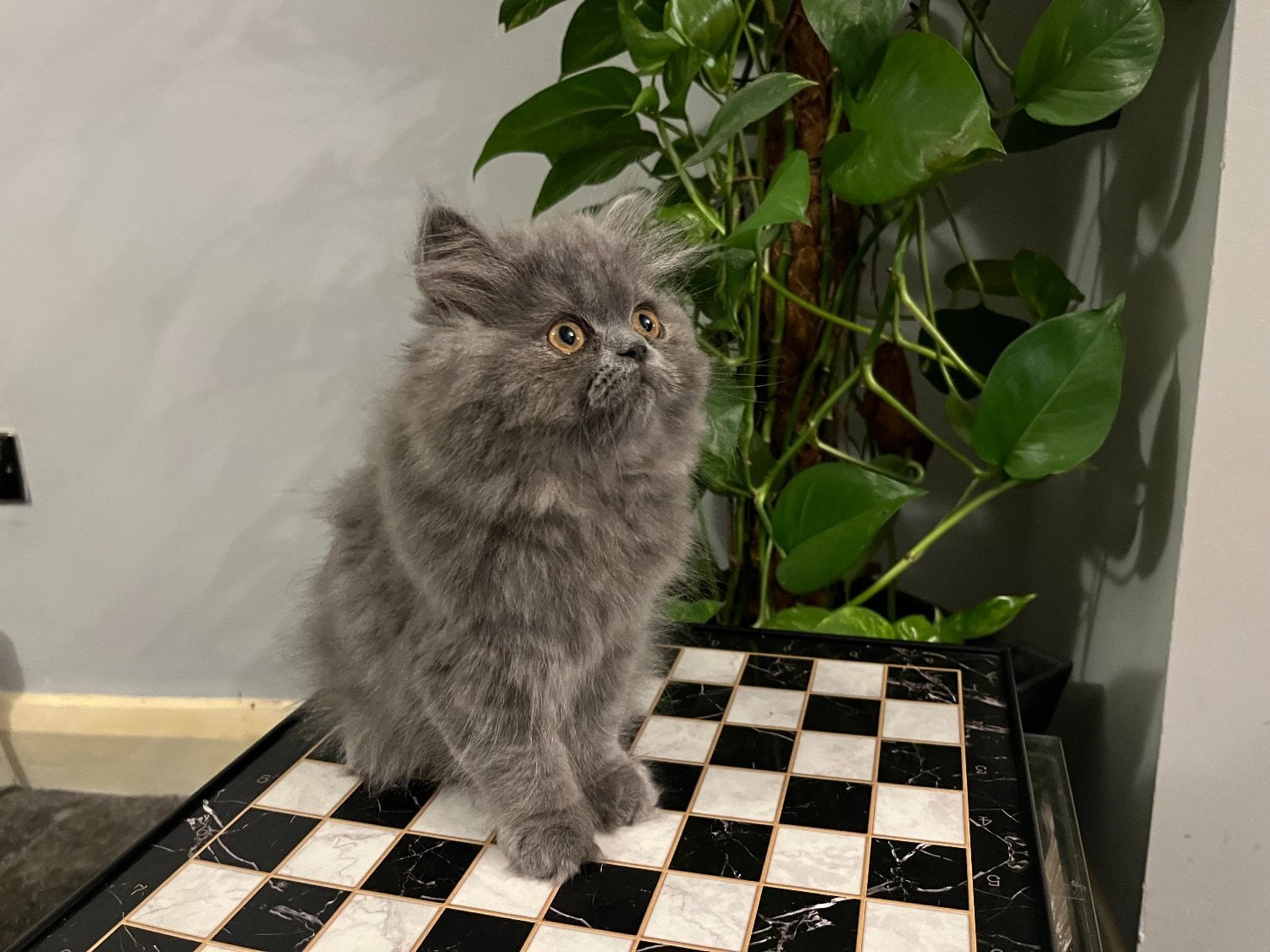 READY NOW - SUPER PLAYFUL BLUE PERSIAN GIRL - Cats & Kittens