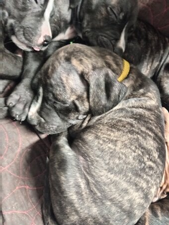 Beautiful puppys for sale 