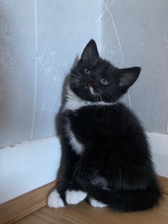 8 week old kittens
