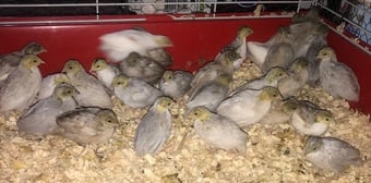 CHINESE PAINTED BUTTON QUAIL CHICKS !