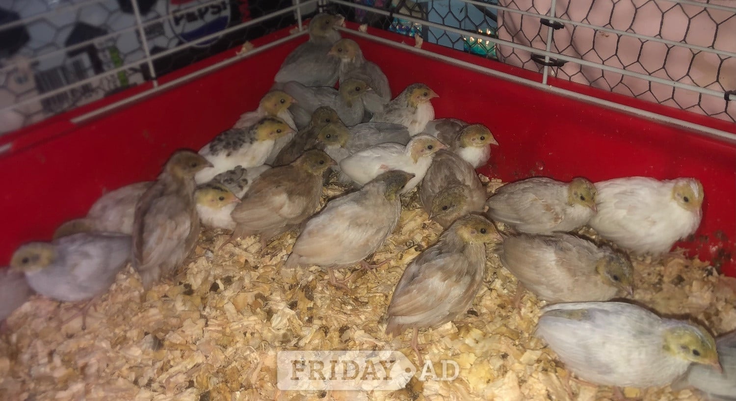 CHINESE PAINTED BUTTON QUAIL CHICKS !