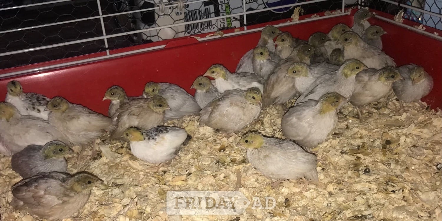 Warminster CHINESE PAINTED BUTTON QUAIL CHICKS !