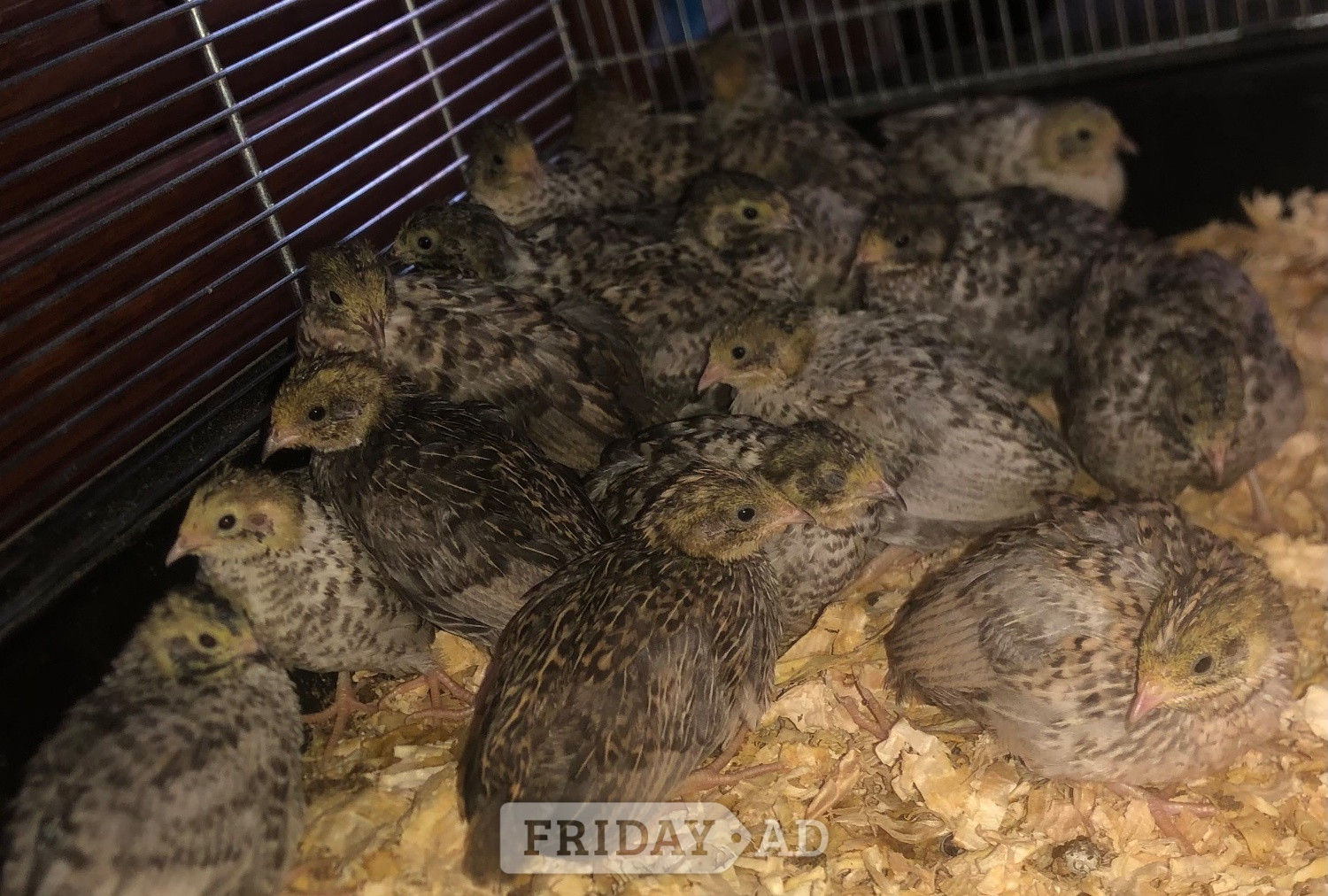 CHINESE PAINTED BUTTON QUAIL CHICKS ! - Other Pets in Warminster