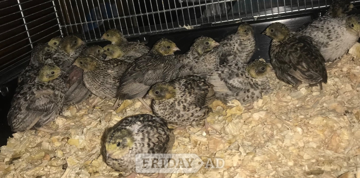 CHINESE PAINTED BUTTON QUAIL CHICKS ! - Other Pets