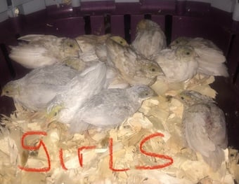 SEXED CHINESE PAINTED BUTTON QUAILS !