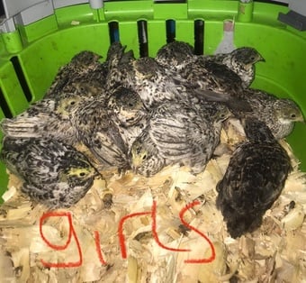 SEXED CHINESE PAINTED BUTTON QUAILS !