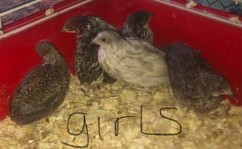 SEXED CHINESE PAINTED BUTTON QUAILS !