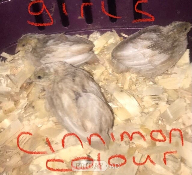 SEXED CHINESE PAINTED BUTTON QUAILS !