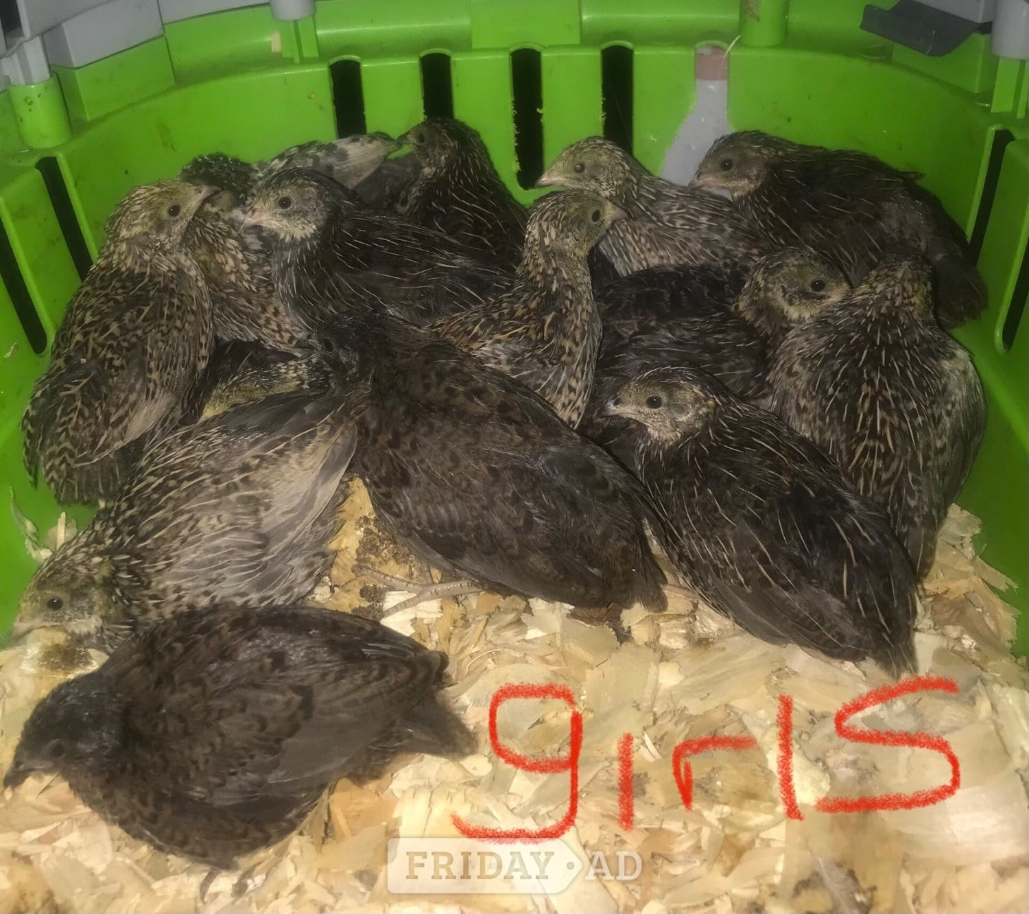 SEXED CHINESE PAINTED BUTTON QUAILS ! - Other Pets in Warminster