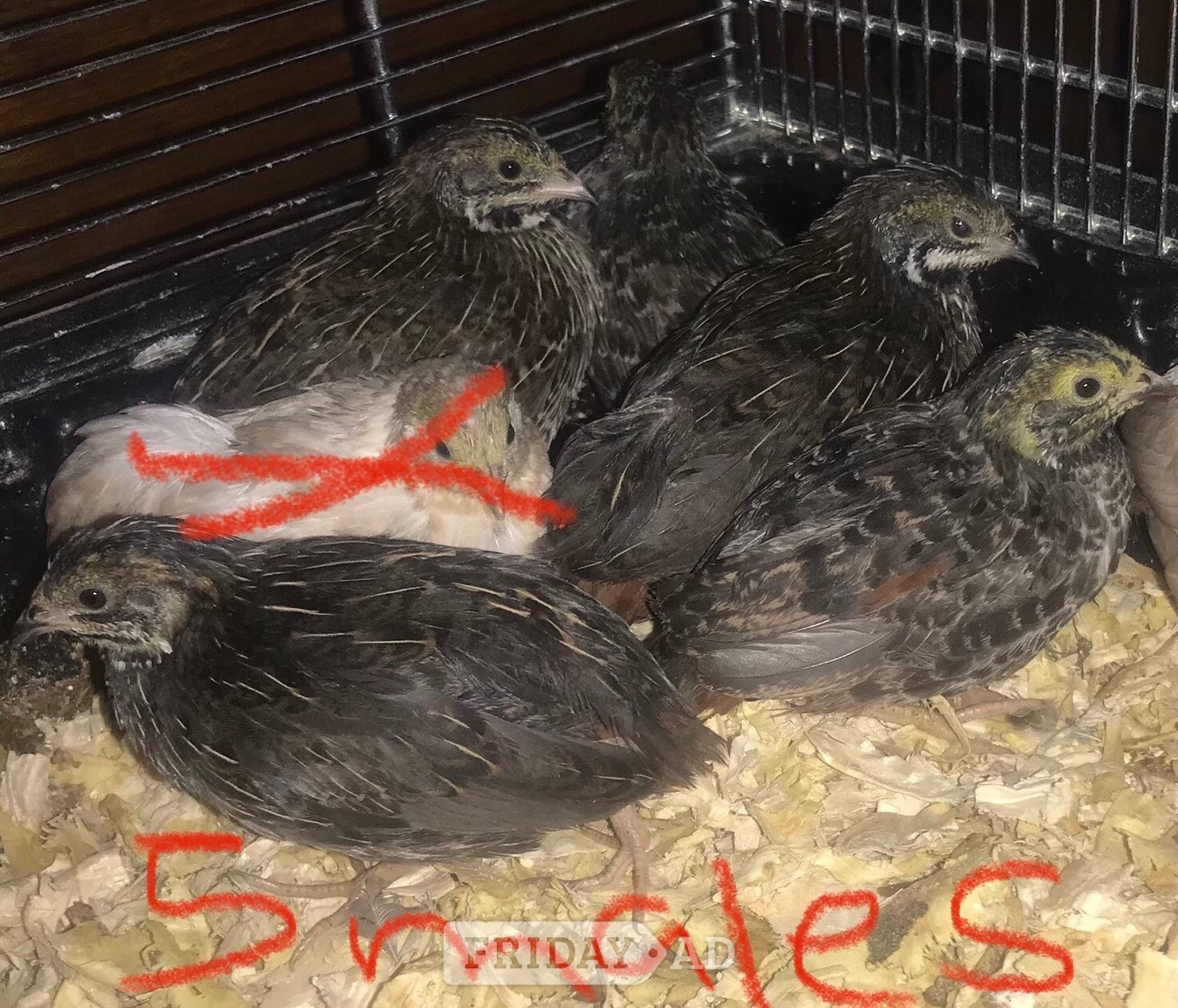 SEXED CHINESE PAINTED BUTTON QUAILS ! - Other Pets
