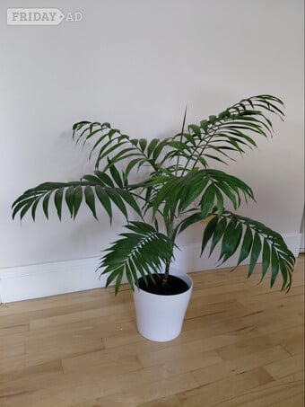 Another Beautiful Parlour Palm