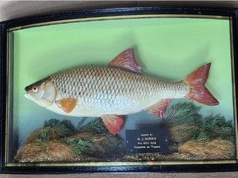 J. COOPER / W.F. HOMER cased fish WANTED STUFFED FISH antique fish ## highest prices paid