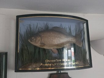 CASED FISH WANTED antique TAXIDERMY COOPER HOMER GRIGGS BEST PRICES PAID 