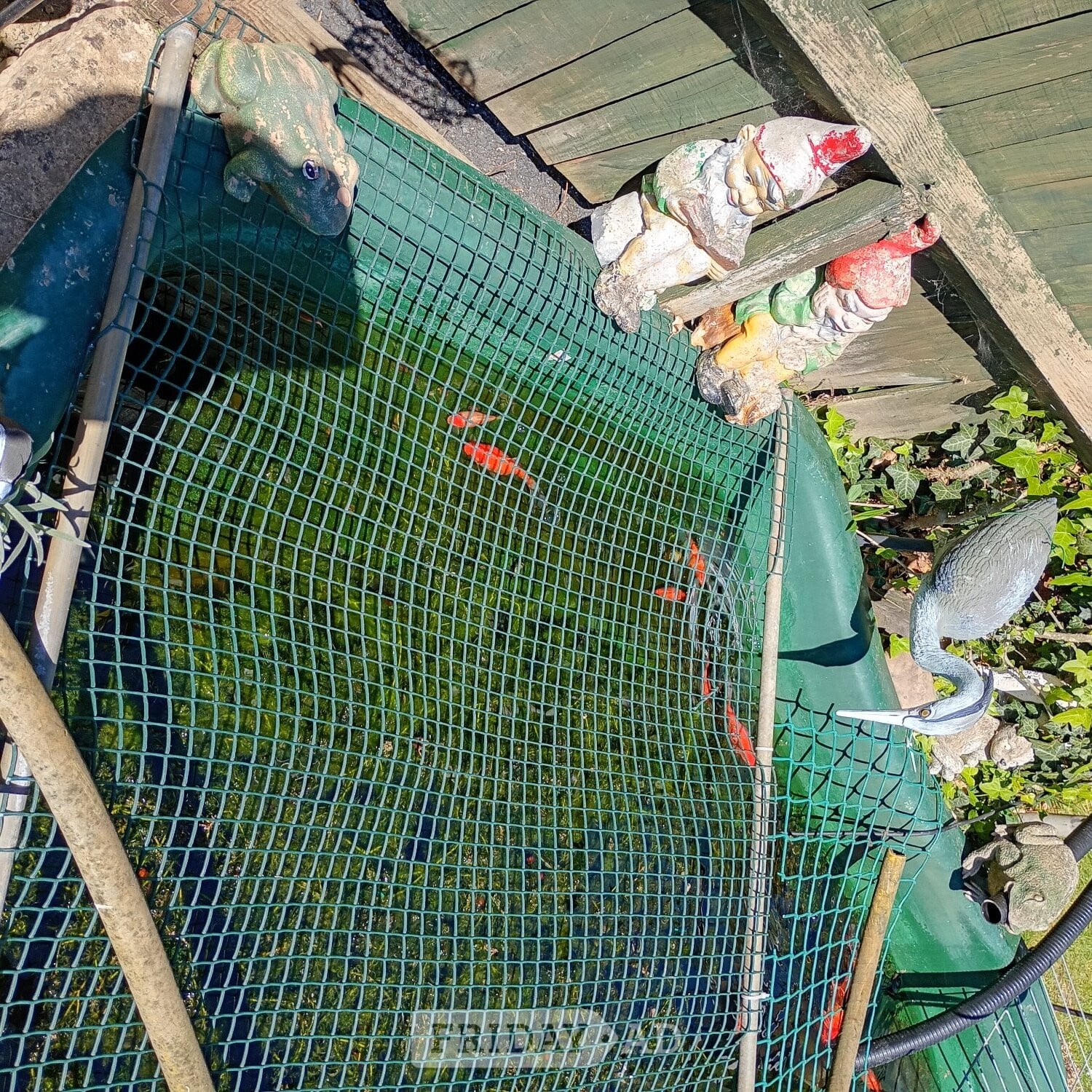 Hailsham Gold fish for sale from £3 each