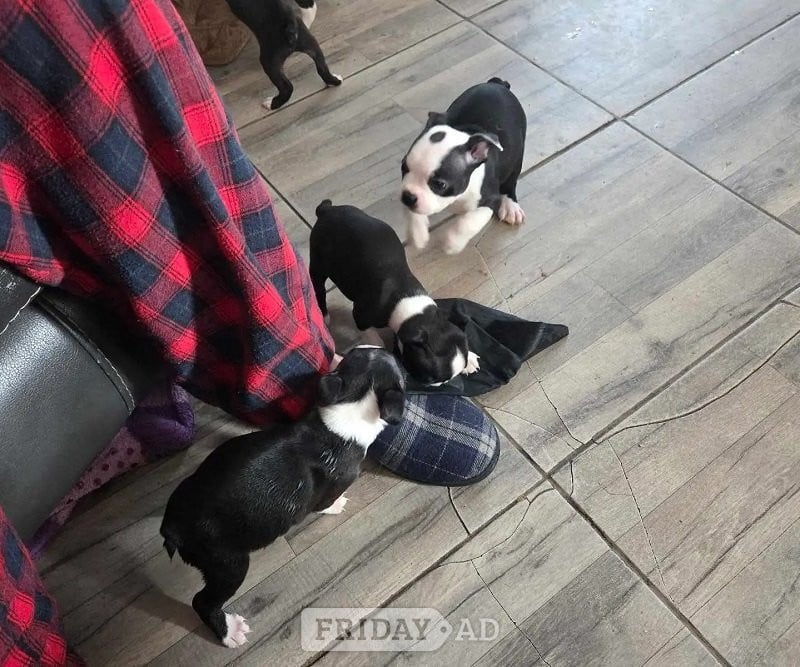 boston terriers full-breed