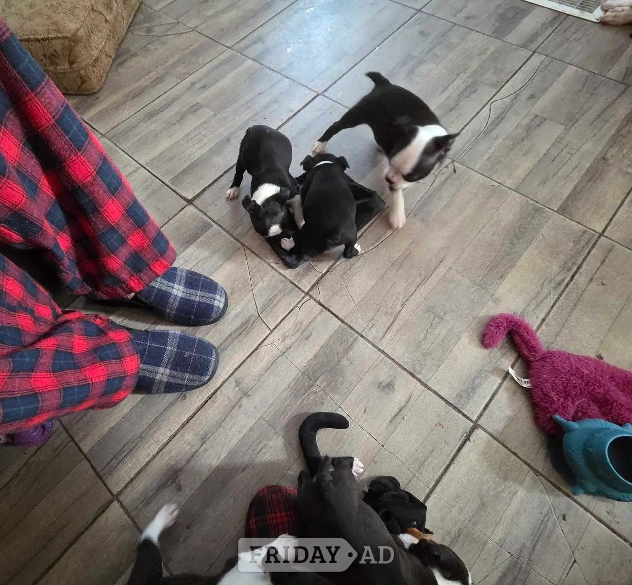 Banbury boston terriers full-breed