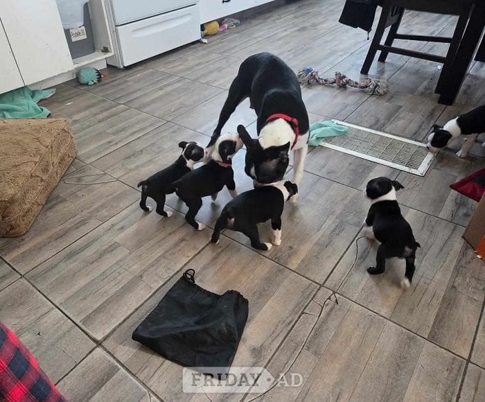 boston terriers full-breed - Dogs & Puppies in Banbury