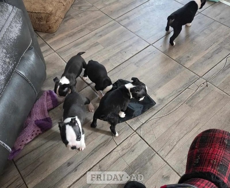 boston terriers full-breed - Dogs & Puppies
