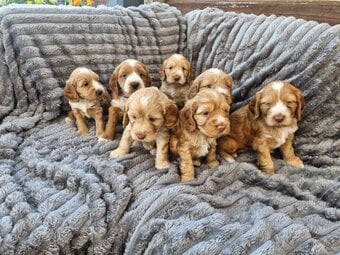 9Beautiful Cockerpoo puppies