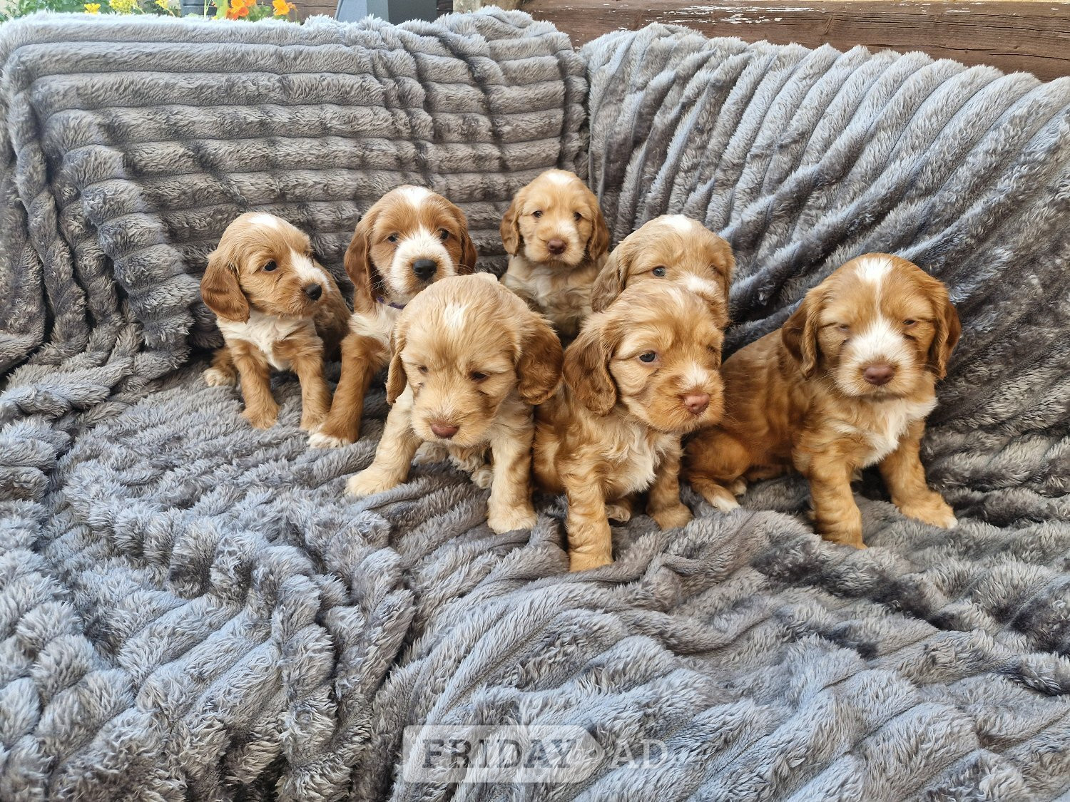 Beautiful Cockerpoo puppies in Coventry