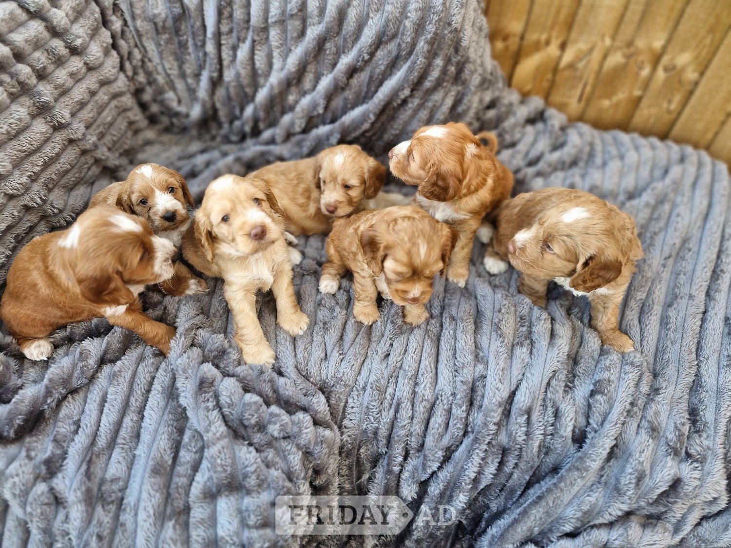 Beautiful Cockerpoo puppies