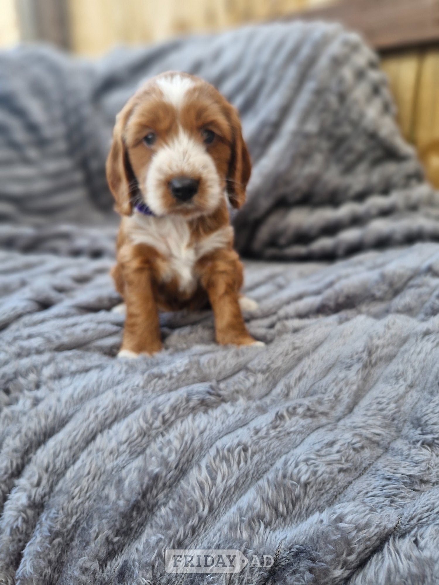 Coventry Beautiful Cockerpoo puppies