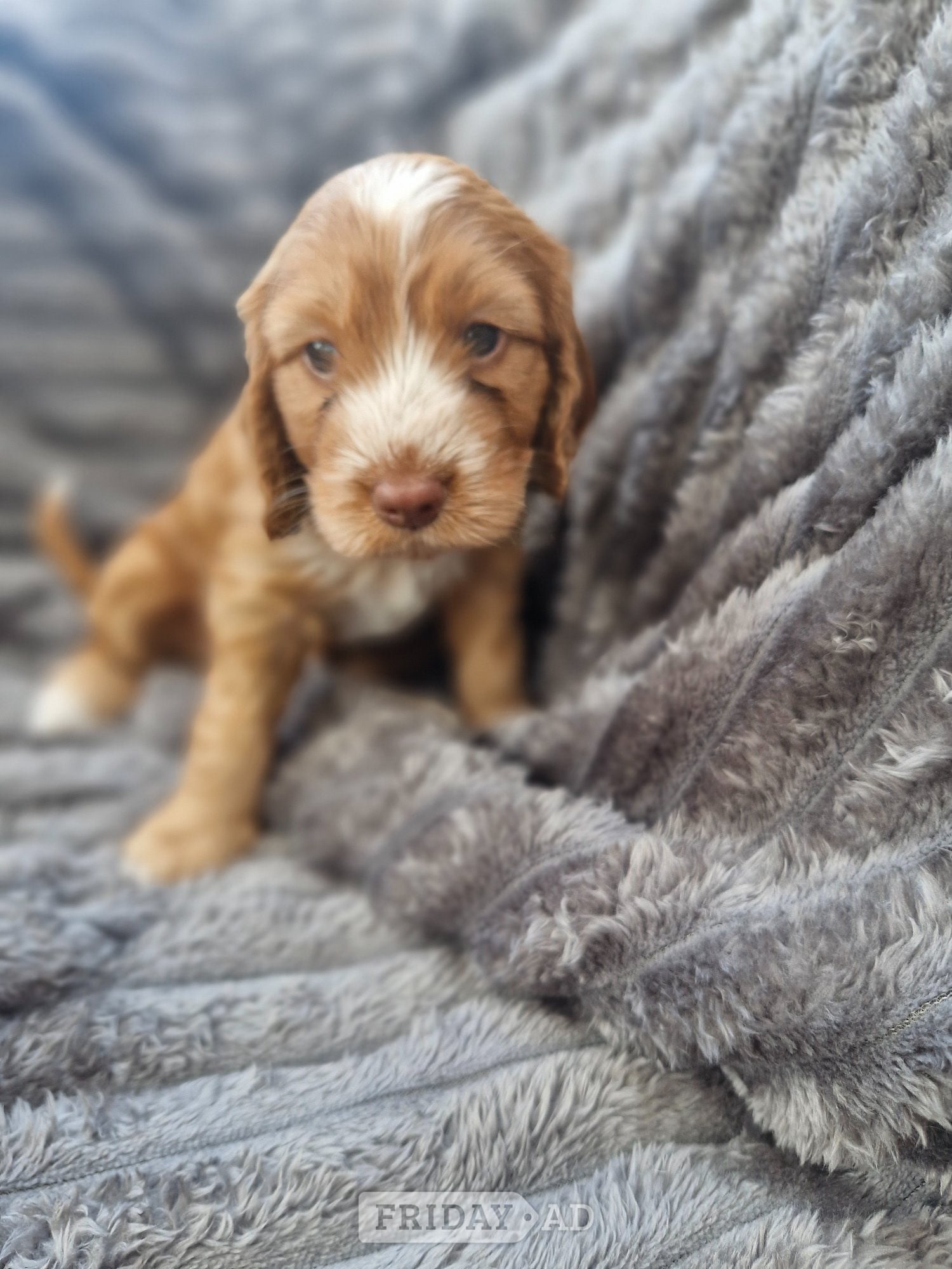 Beautiful Cockerpoo puppies - Dogs & Puppies in Coventry