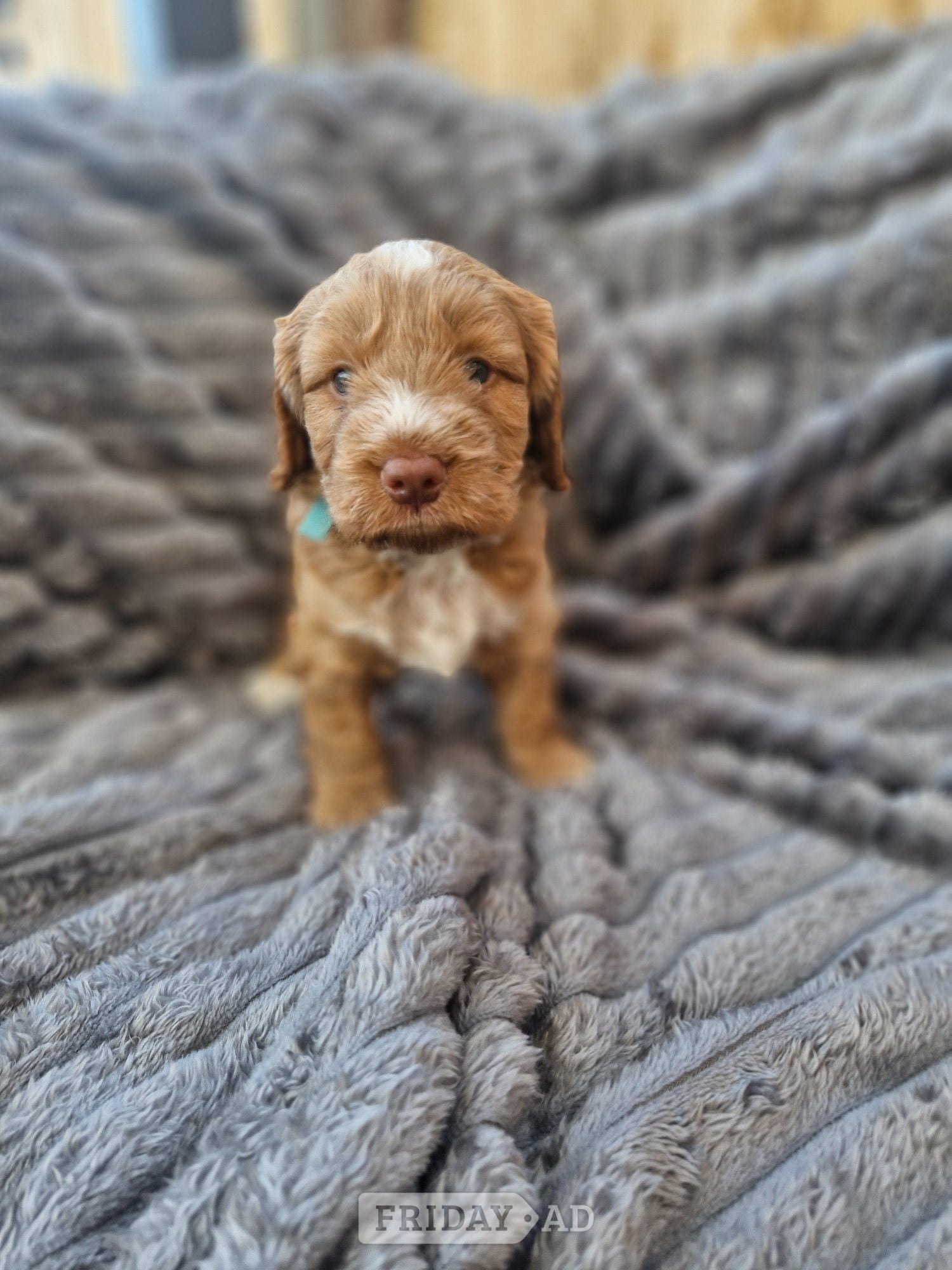Beautiful Cockerpoo puppies - Dogs & Puppies