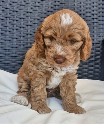 Beautiful Cockapoo puppies