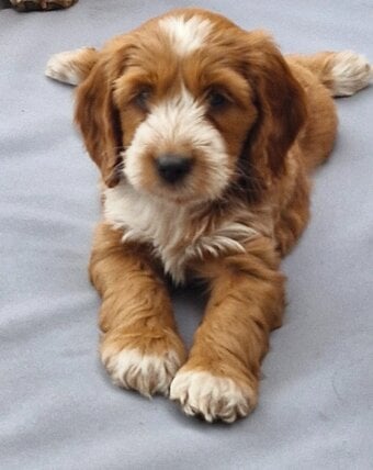 Beautiful Cockapoo puppies