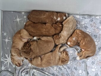 Beautiful Cockerpoo puppies