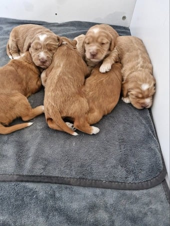 Beautiful Cockerpoo puppies