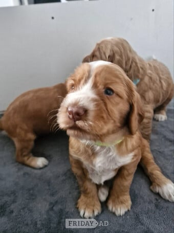 Beautiful Cockerpoo puppies