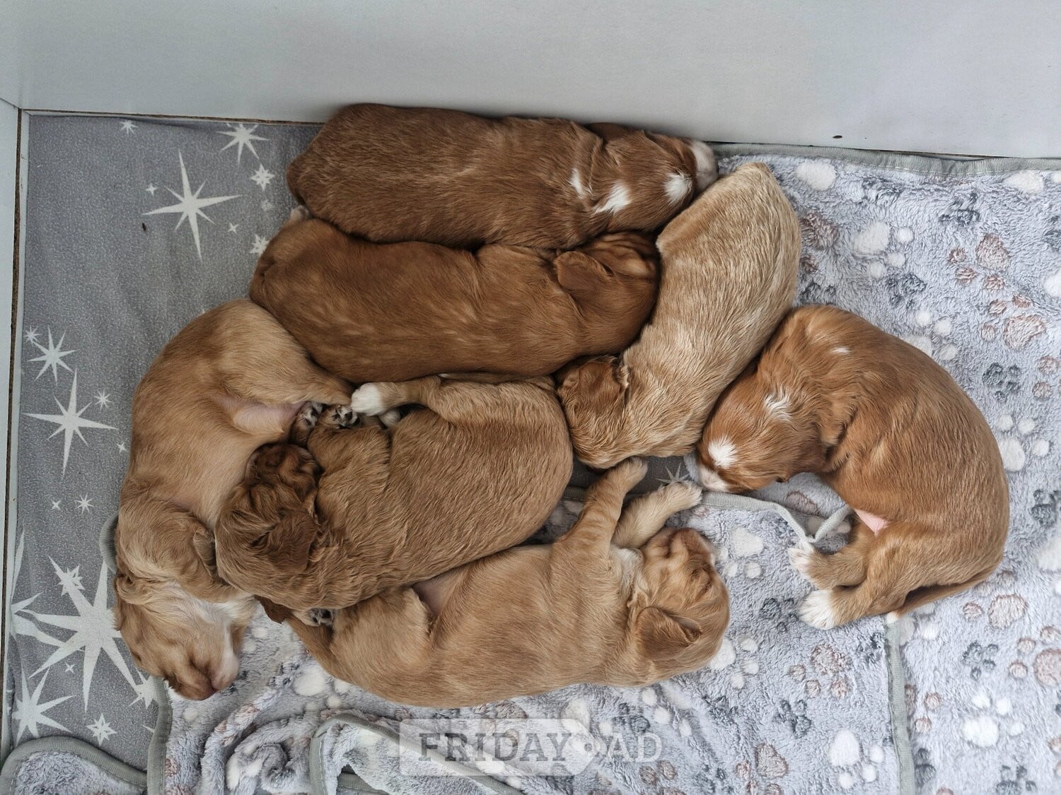 Beautiful Cockerpoo puppies in Coventry