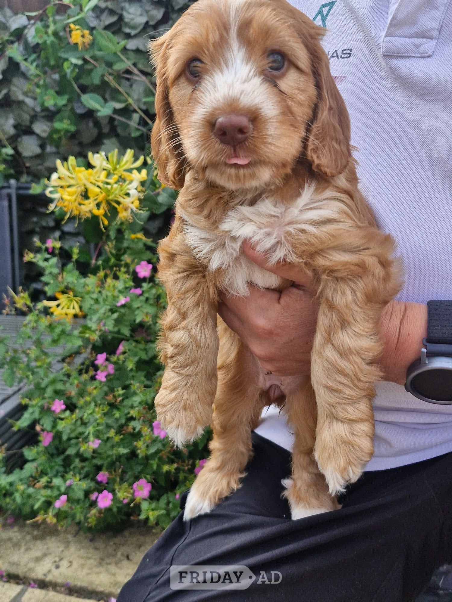 Beautiful Cockapoo puppies - Dogs & Puppies in Coventry