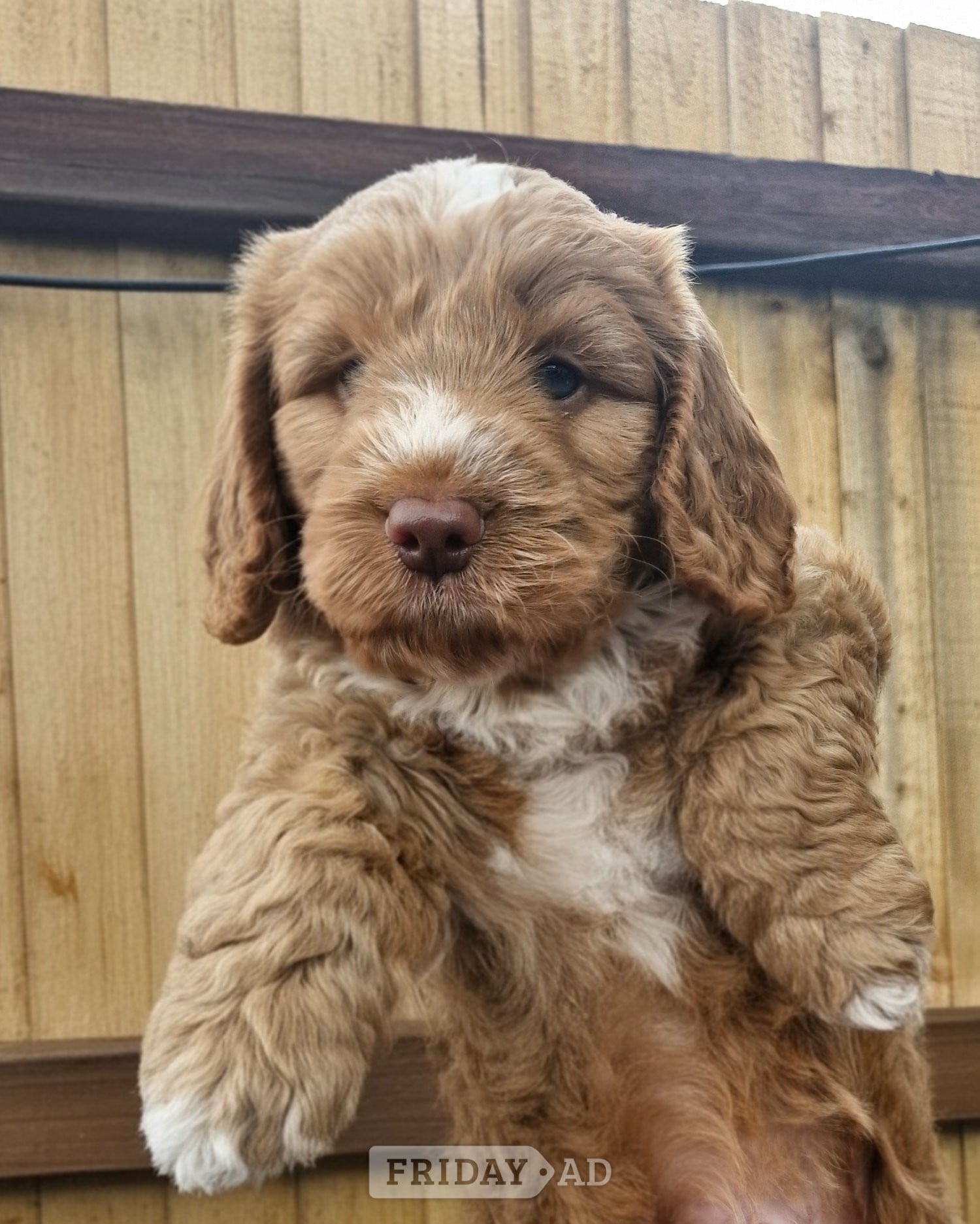 Beautiful Cockapoo puppies in Coventry