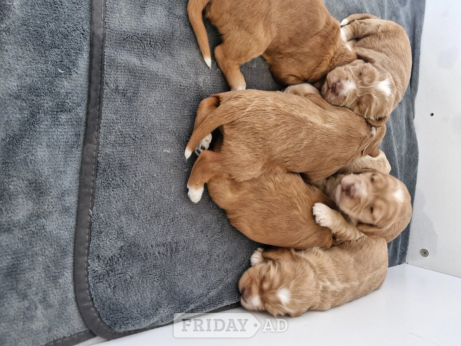 Coventry Beautiful Cockerpoo puppies