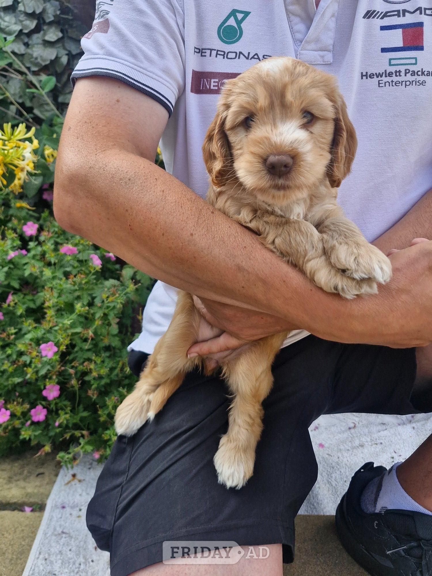 Beautiful Cockapoo puppies - Dogs & Puppies