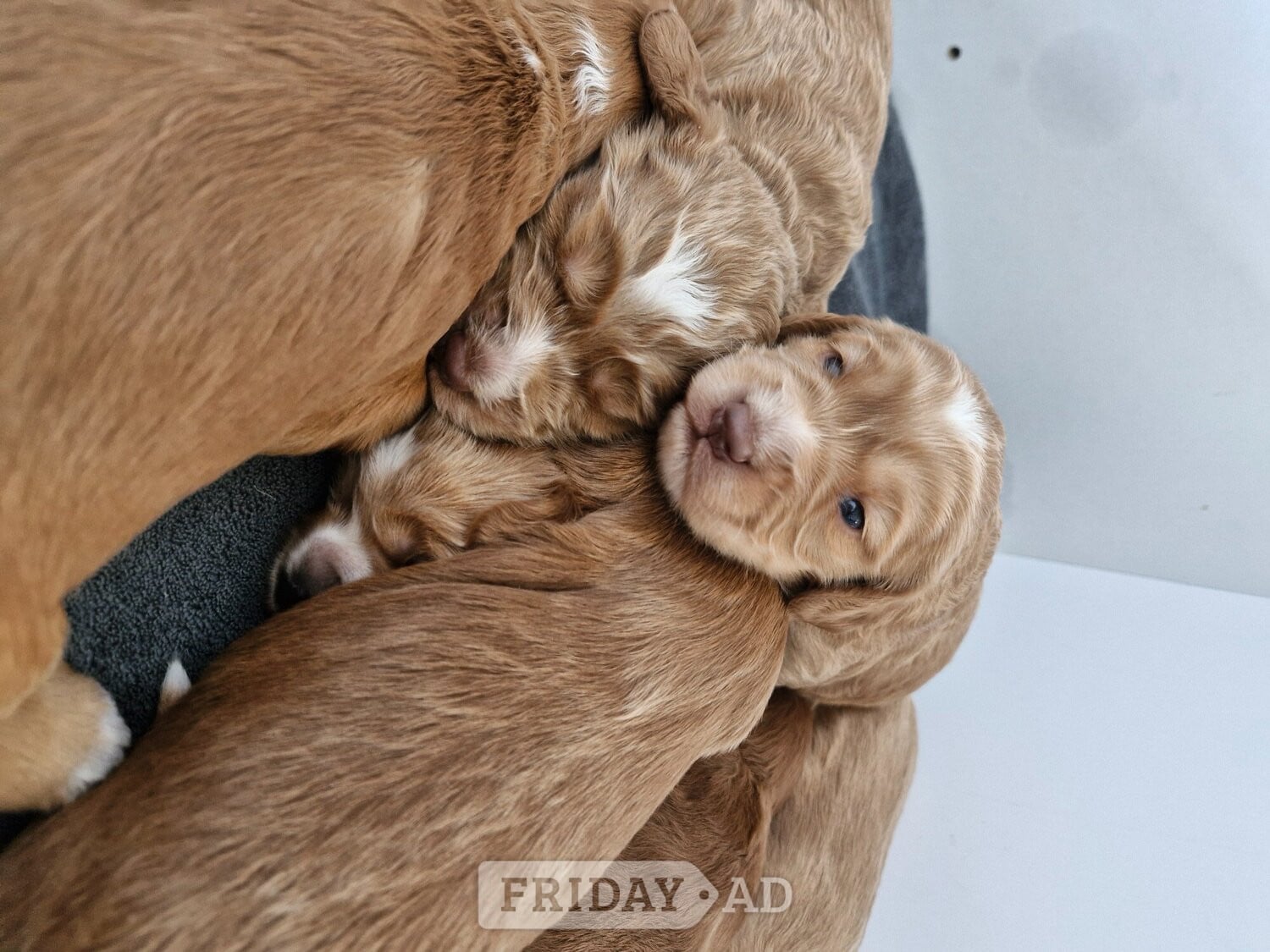Beautiful Cockerpoo puppies - Dogs & Puppies in Coventry