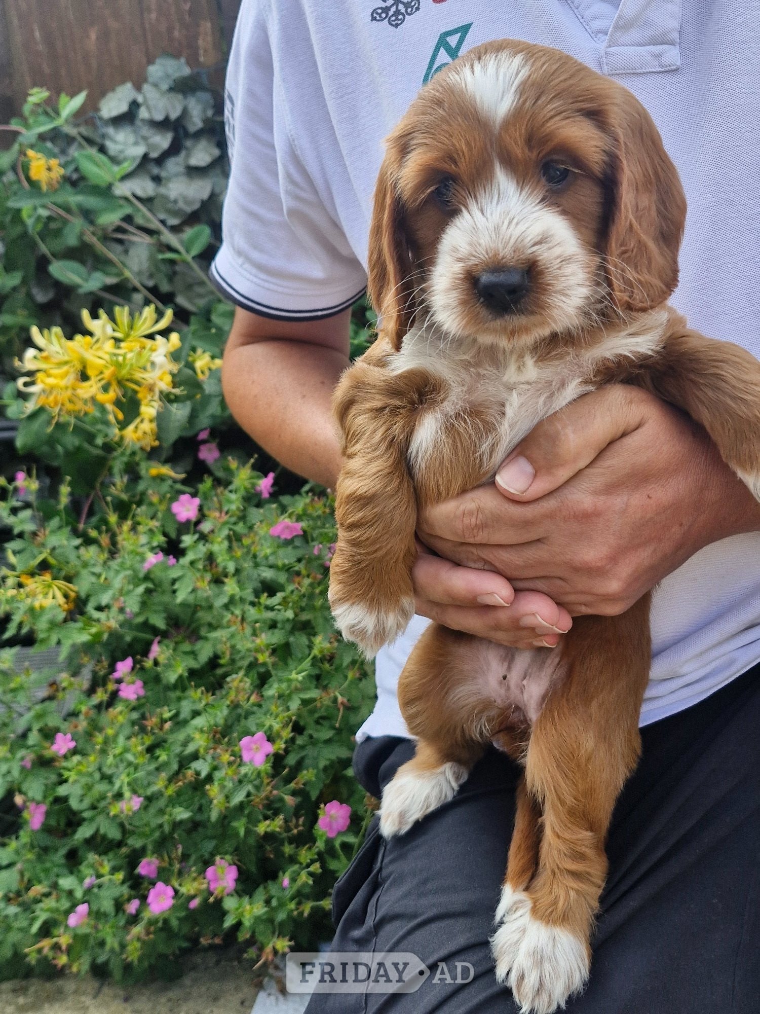 Beautiful Cockapoo puppies