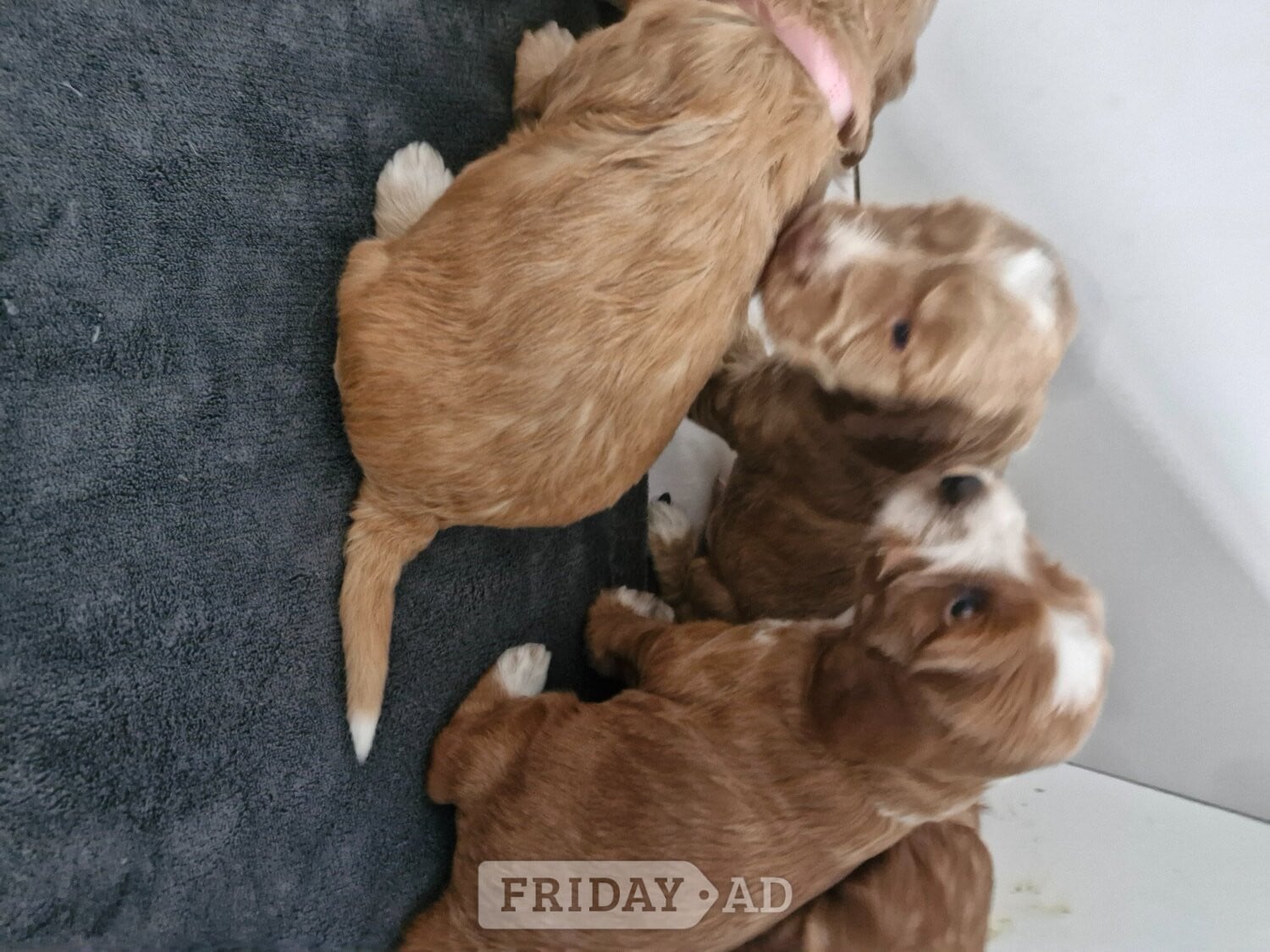 Beautiful Cockerpoo puppies - Dogs & Puppies